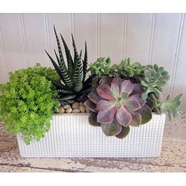 Succulent arrangement in a white rectangular planter