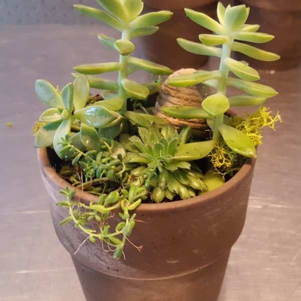 Potted succulent arrangement in a brown container