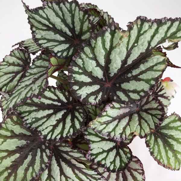 Potted begonia with large silver-striped leaves