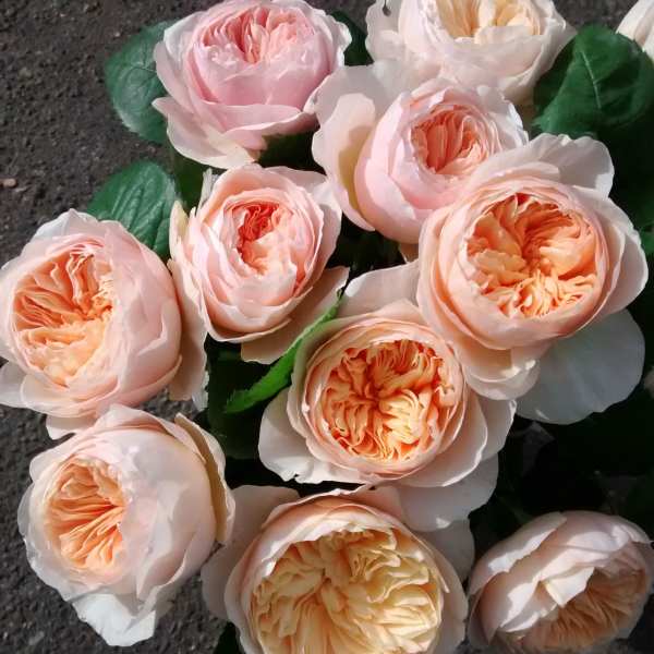 Cluster of blush and peach garden-style roses with densely ruffled centers