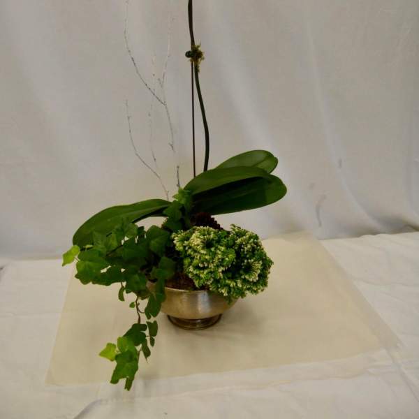 White orchid arrangement in a metal bowl with trailing ivy and green foliage