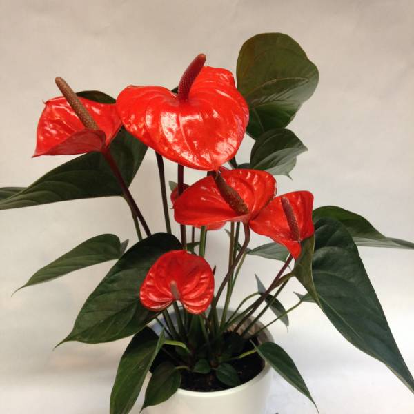 Red anthurium plant in a white pot