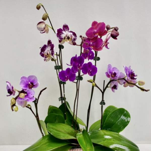 Potted orchids with purple and pink blooms in a low ceramic container