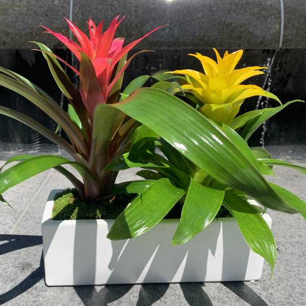 Two colorful bromeliad plants in a white rectangular planter