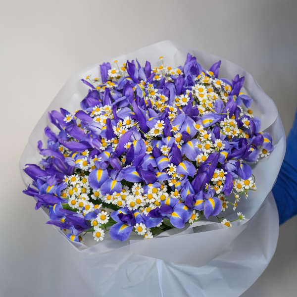 Bouquet of purple irises and small white daisies wrapped in white paper