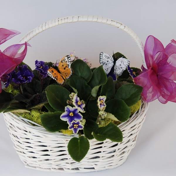 African Violet Basket