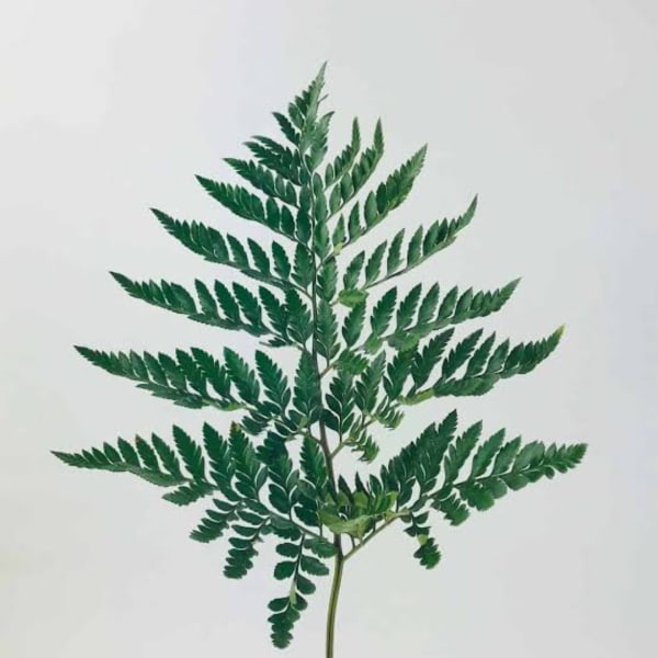Single fern frond on a plain white background