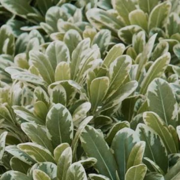 Close-up of variegated green and cream foliage plants