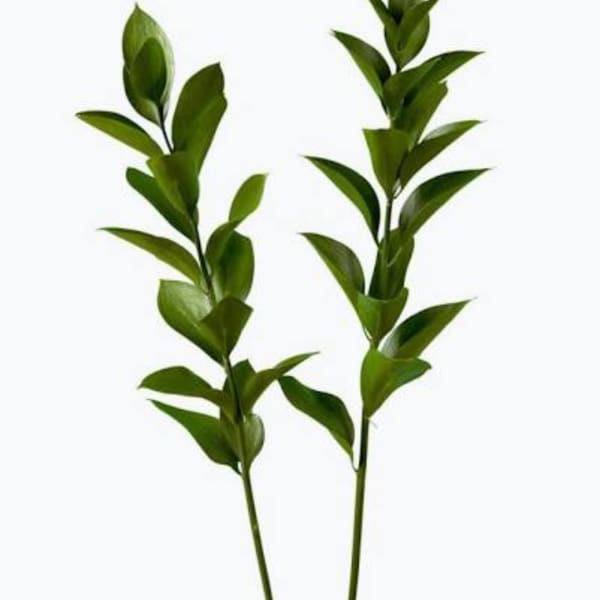 Two green leafy stems on a white background