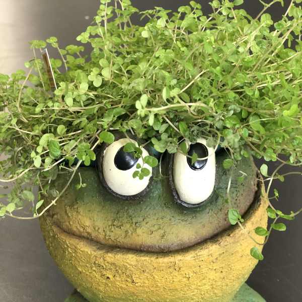 Small potted plant in a frog-shaped container with large cartoon eyes