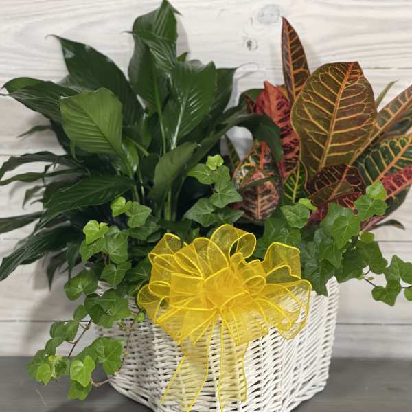 Potted green plants in a white wicker basket with a yellow bow