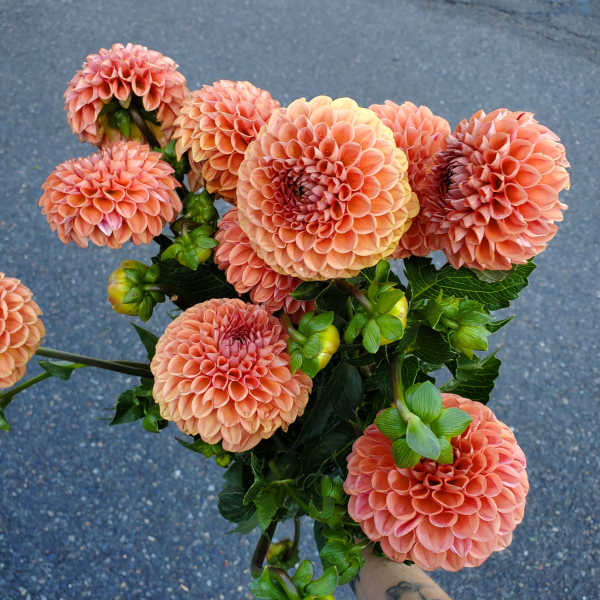 Handheld bunch of peach ball dahlias with round petals against a paved background