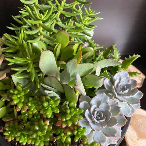 Assorted succulents in a shallow black pot