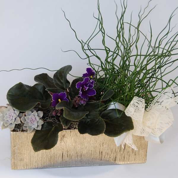 Potted arrangement with purple violets, succulents, and curly grass in a gold container