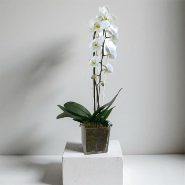 White orchid plant in a clear square pot on a white pedestal