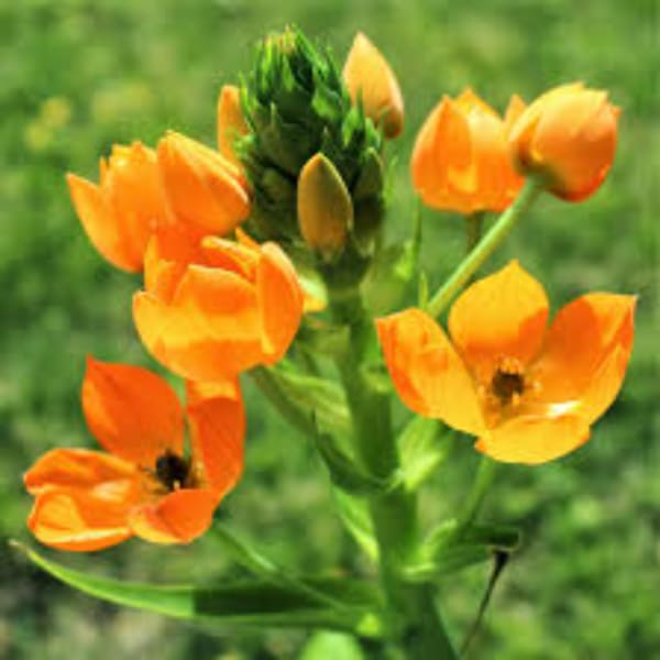 Orange tulip flowers on a green stem against a blurred green background
