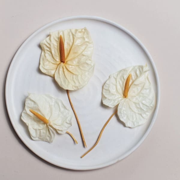 Mini White Anthurium