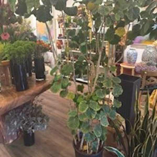 Balfour Aralia Tree