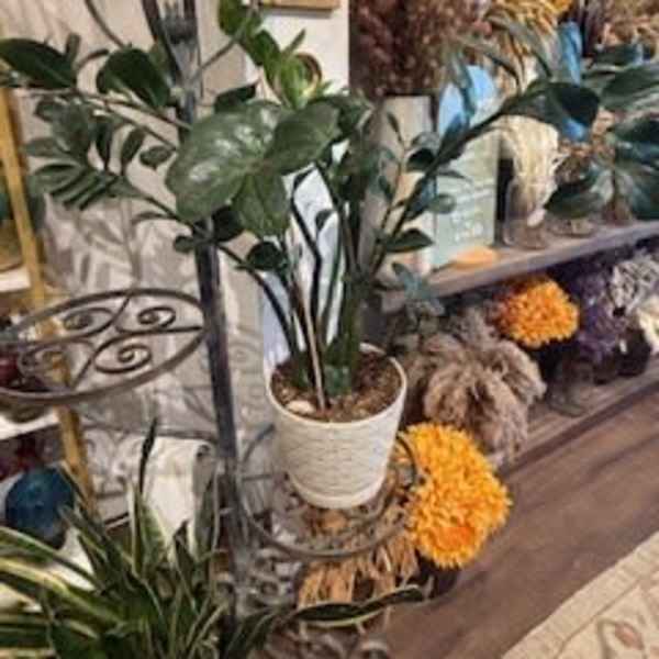 ZZ with ceramic pot