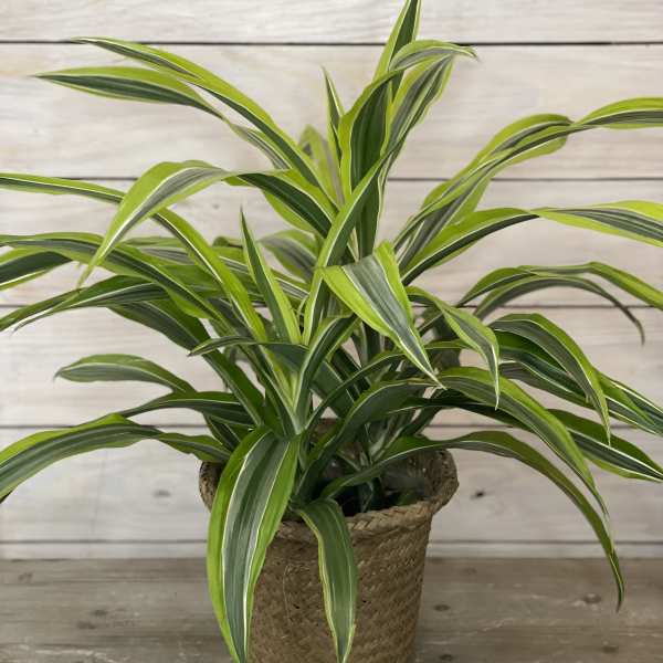 Potted variegated green houseplant in a woven basket