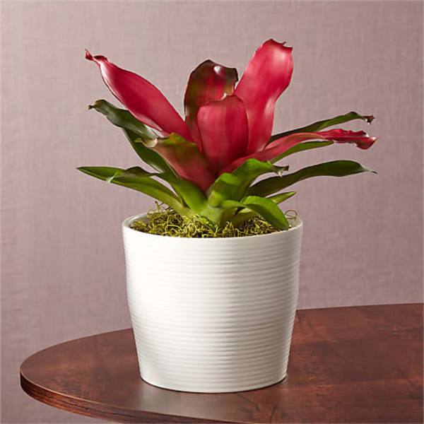 Red bromeliad plant in a white ribbed pot