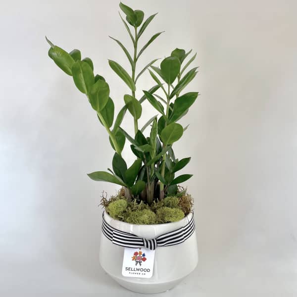 Potted green plant in a white ceramic container with a striped ribbon