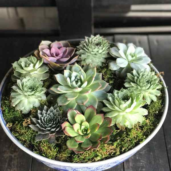 Bowl of assorted succulents arranged in moss