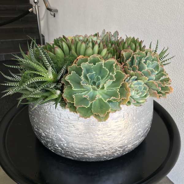 Low planter of assorted green succulents in a round silver pot on a black tray