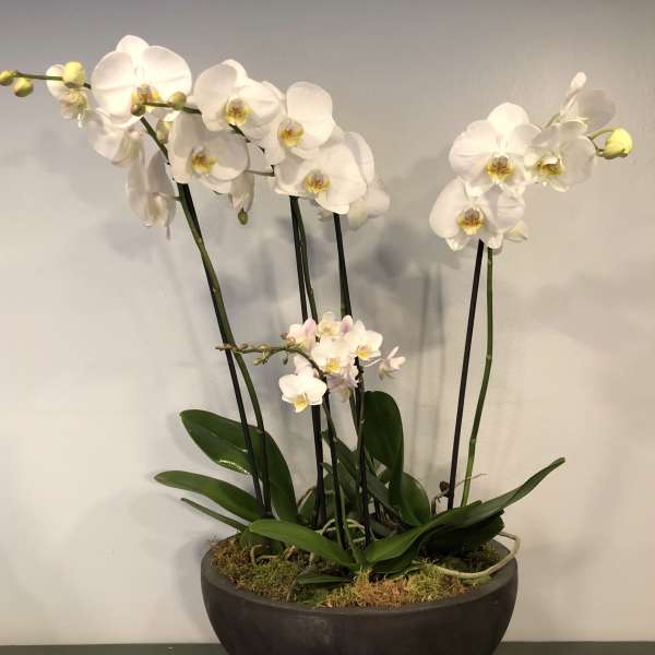 White orchids arranged in a dark bowl planter