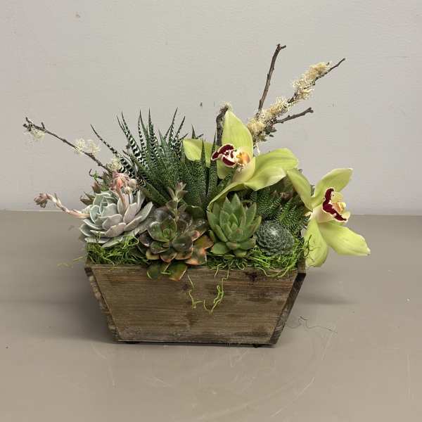 Low wooden planter filled with assorted succulents and green cymbidium orchids.