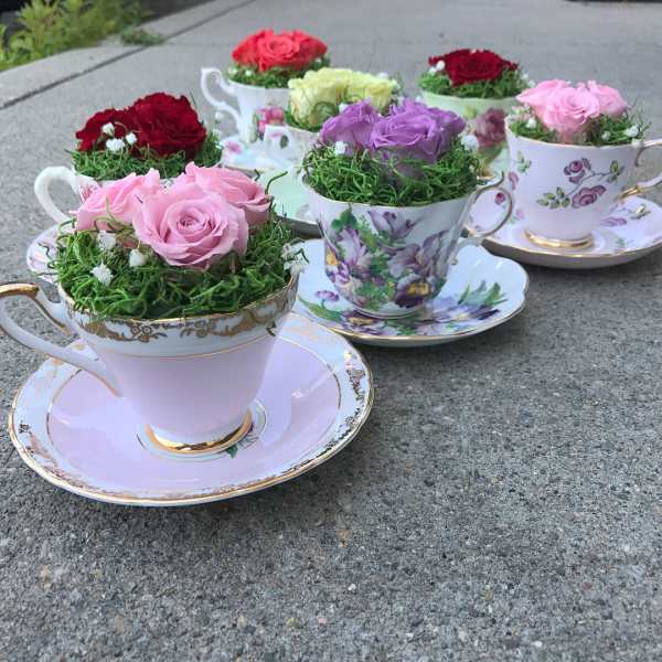Teacups filled with roses and moss on matching saucers