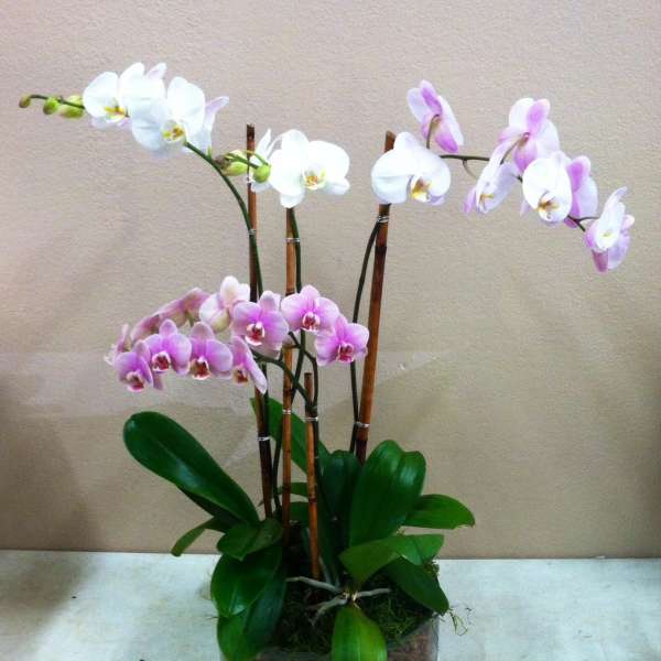 Potted orchid arrangement with white and pink blooms