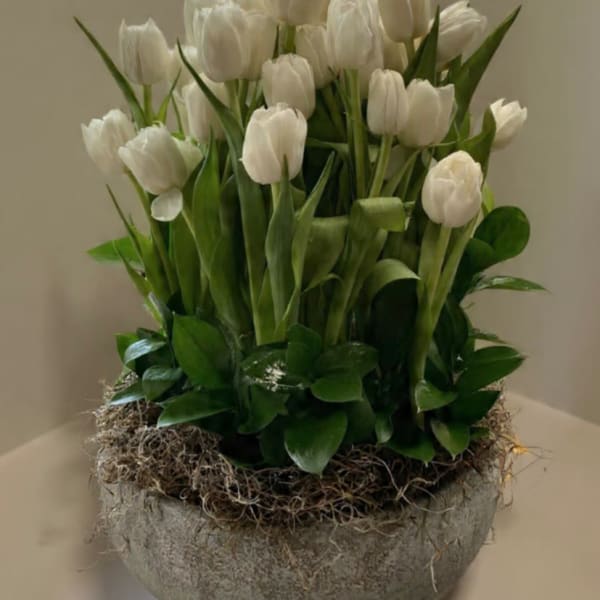 White Tulips