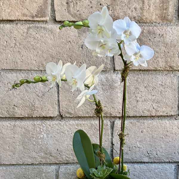 White orchid arrangement in a round white pot with succulents