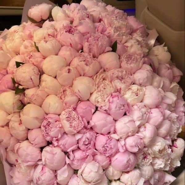 100 pink peony