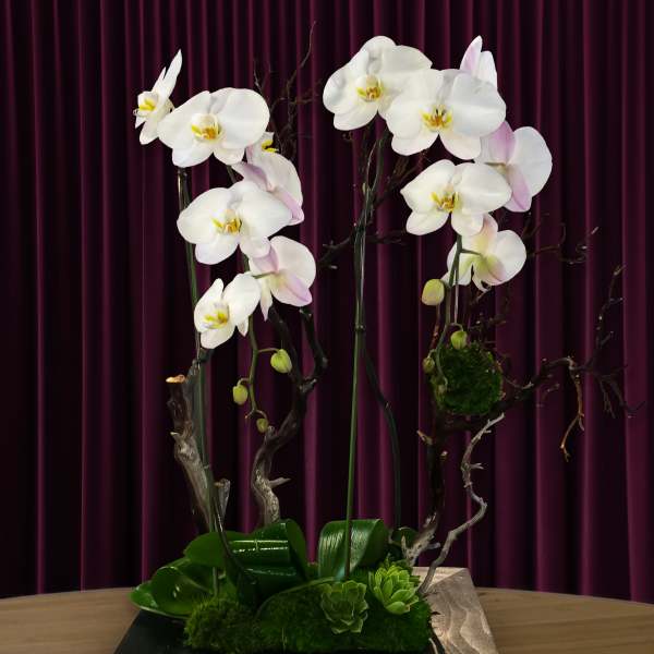 White orchids arranged on tall branches in a black base