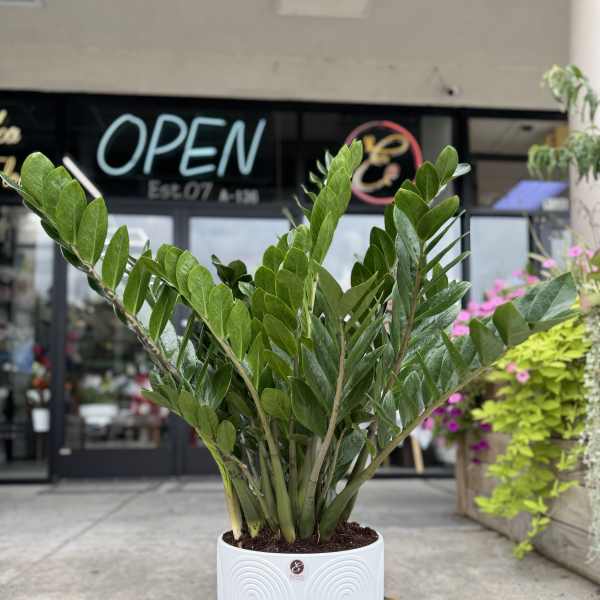 Tall ZZ houseplant with glossy green leaves in a white textured pot.