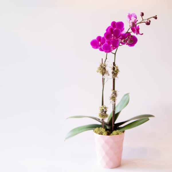 Pink orchid plant in a pink pot