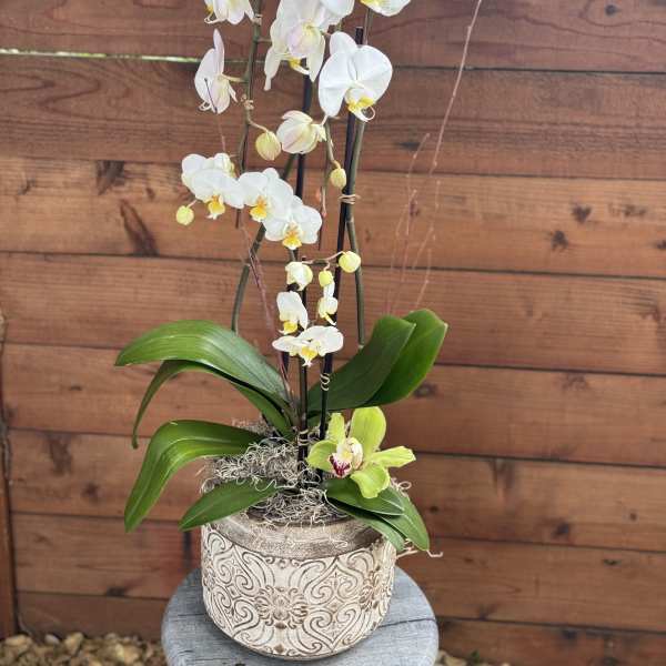 White orchid plant in a decorative pot