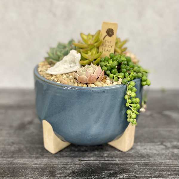 Succulent arrangement in a blue ceramic pot with trailing bead-like plants