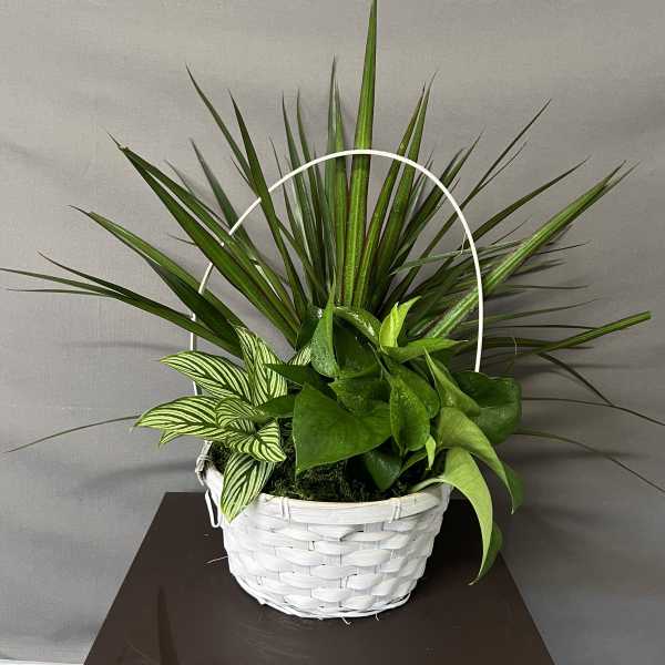 Mixed green houseplants in a white woven basket