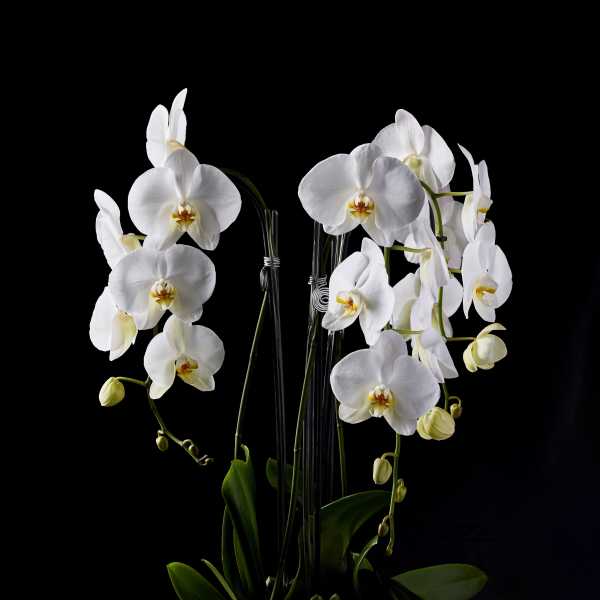 White orchids arranged in a white ceramic pot with a succulent accent.