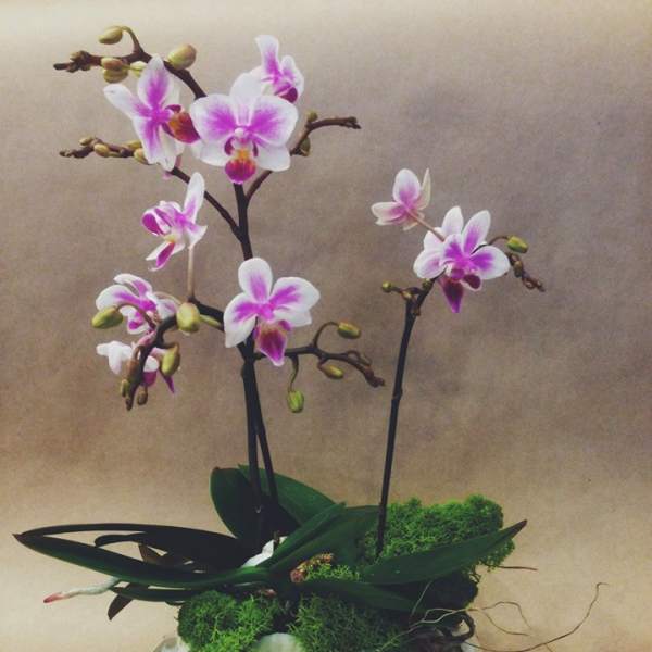 Potted orchid arrangement with white and pink blooms in a shallow dish