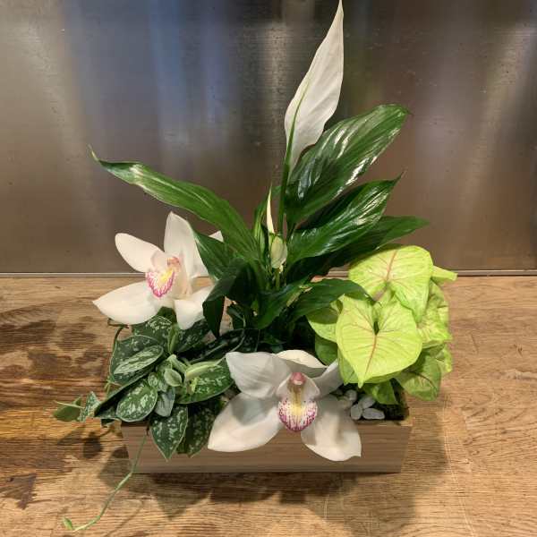 White orchids and green houseplants arranged in a rectangular wooden planter