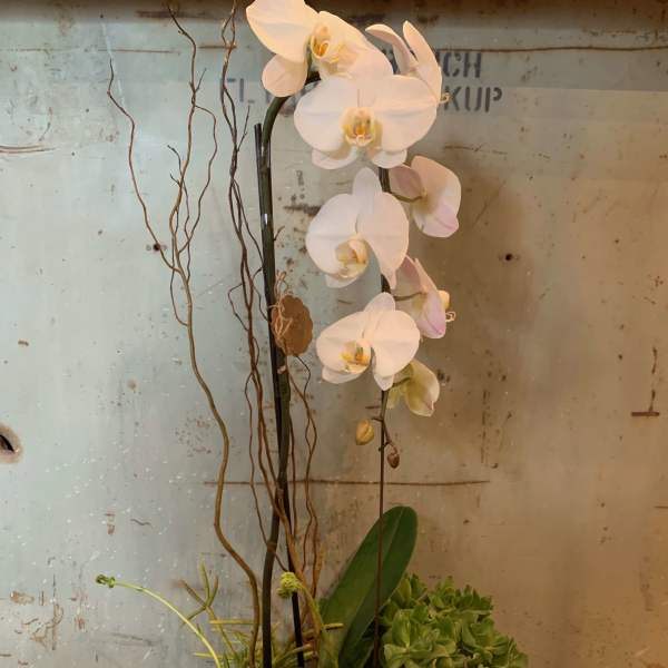 White orchid arrangement in a white container with succulents