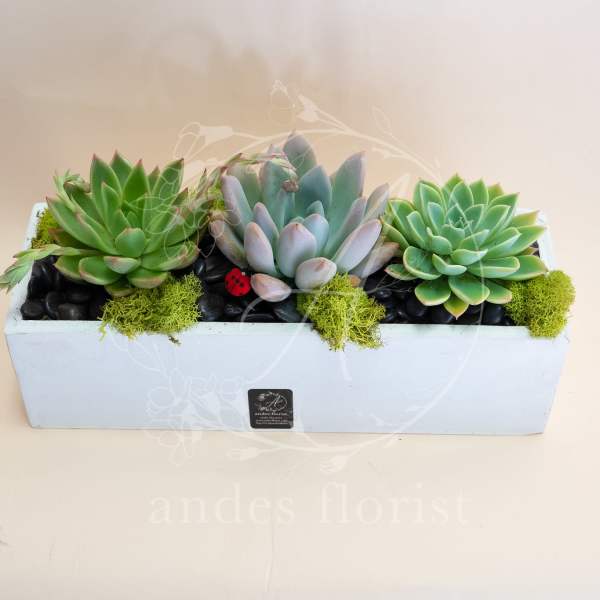 Three succulents arranged in a white rectangular planter