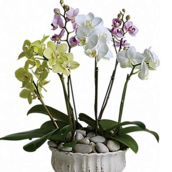 Potted arrangement of white, yellow, and pink orchids in a white bowl with smooth stones