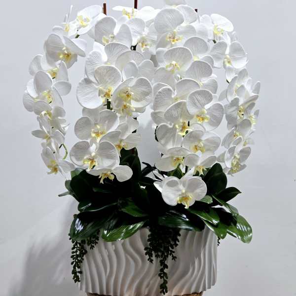 White orchid arrangement in a textured white planter