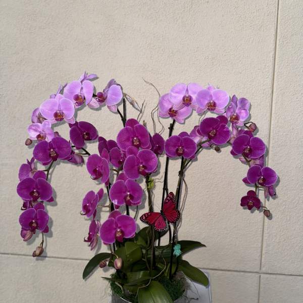 Pink and purple orchids arranged in a silver pot with a butterfly accent.