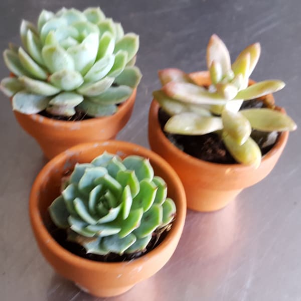 Three small succulent plants in terracotta pots on a table
